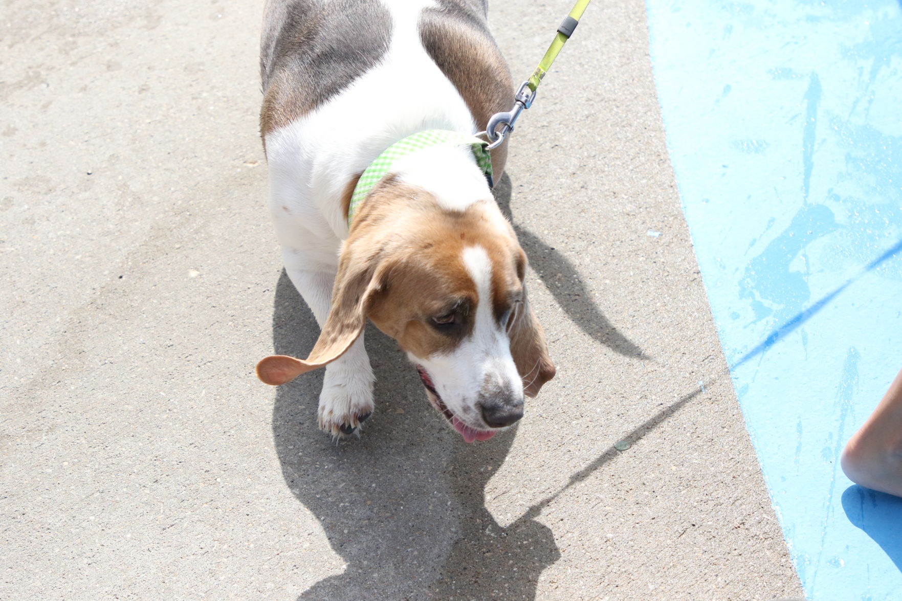 Dogs at the pool (17).JPG